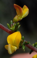 Aspalathus subtingens