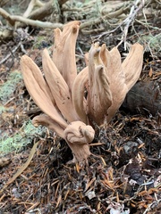 Clavariadelphus caespitosus