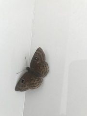 Cyclosemia