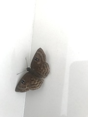 Cyclosemia