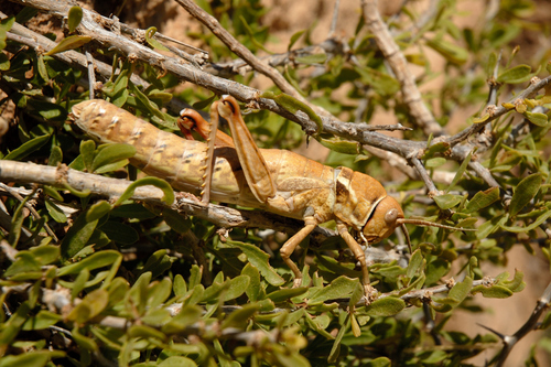 Paracinipe adelaidae