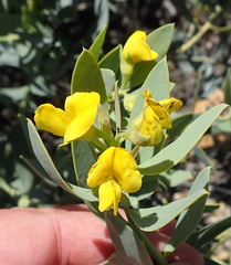 Rafnia racemosa