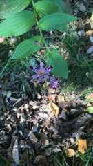 Tricyrtis formosana