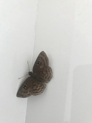 Cyclosemia