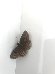 Cyclosemia