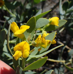 Rafnia racemosa