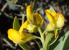 Rafnia racemosa