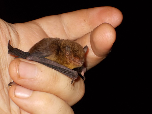 Indochinese Thick-thumbed Bat (Glischropus bucephalus) — Least Concern Mammalia