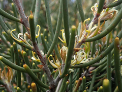 Hakea epiglottis