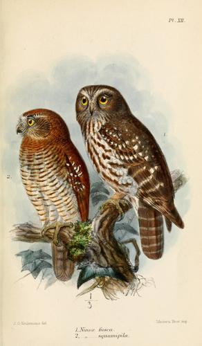 Timor Boobook (Subspecies Ninox boobook fusca) · iNaturalist