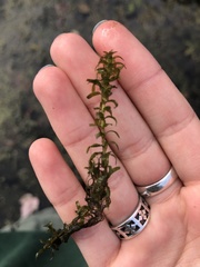 Elodea nuttallii