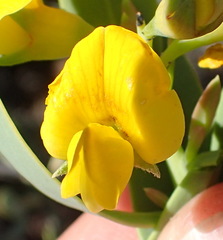 Rafnia racemosa