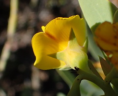 Rafnia racemosa