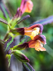 Pedicularis labradorica
