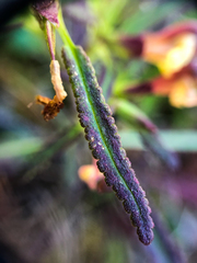 Pedicularis labradorica