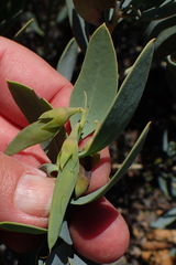 Rafnia racemosa