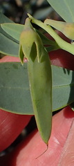 Rafnia racemosa