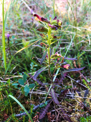 Pedicularis labradorica