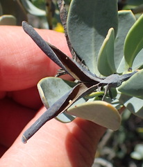 Rafnia racemosa