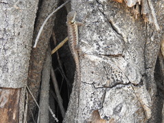 Tropidurus torquatus