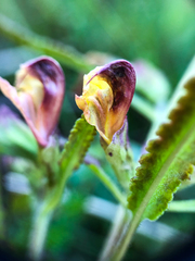 Pedicularis labradorica