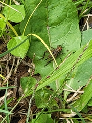 Orthoptera