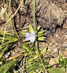 Craterocapsa