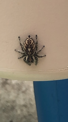 Phidippus pruinosus