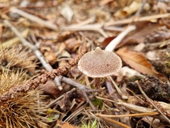 Cortinarius pilatii