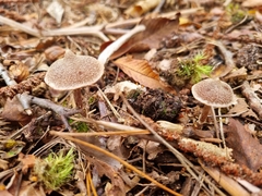 Cortinarius pilatii
