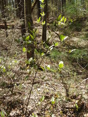 Rhododendron viscosum
