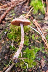 Cortinarius pilatii
