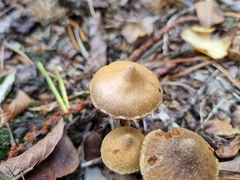 Cortinarius pilatii