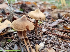 Cortinarius pilatii
