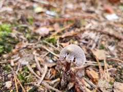 Cortinarius pilatii