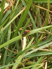 Trogomorpha trogiformis