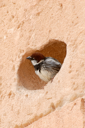 Spanish Sparrow