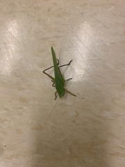 Neoconocephalus triops