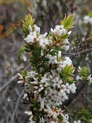 Leucopogon collinus