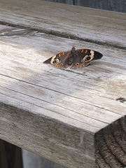 Junonia coenia