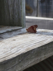Junonia coenia