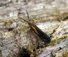 Mathildana newmanella