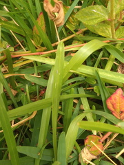 Trogomorpha trogiformis