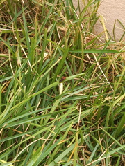 Trogomorpha trogiformis