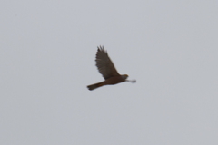Accipiter rufitorques