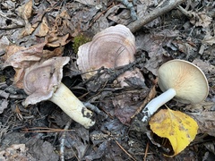 Lactarius flexuosus
