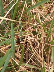 Trogomorpha trogiformis