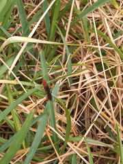 Trogomorpha trogiformis