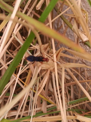 Trogomorpha trogiformis