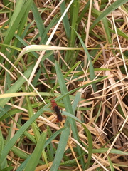 Trogomorpha trogiformis